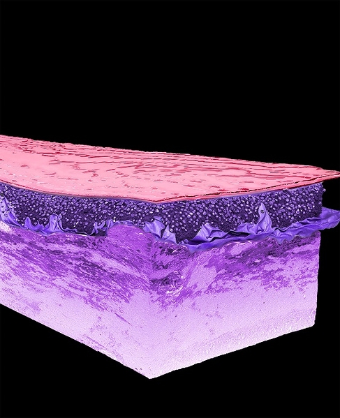 微观超清成像技术（Skin Decoder）